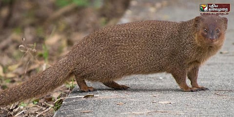 கீரிப்பிள்ளை முடியில் செய்யப்பட்ட பிரஷ்கள் பறிமுதல்