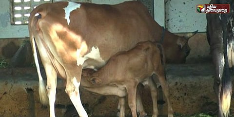 திருப்பதி கோசாலையில் பசுக்களுக்கு 'புருசோலேசிஸ்' நோய்