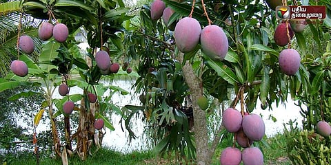 சுகர்-ஃப்ரீ மாம்பழங்களுக்கு அமோக வரவேற்பு