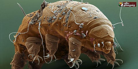 பூமியே அழிந்தாலும் சூரியன் உள்ளவரை வாழும் உயிரினம்