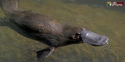 அதிசயமான ’பிளாட்டிபஸ்’: ஒரு விஷமுள்ள பாலூட்டி