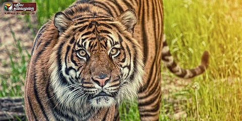 தொடர்ந்து பலியாகும் தேசிய விலங்கு - 6 மாதத்தில் 67 புலிகள் பலி