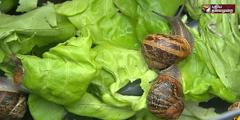 நகரும் பந்தயம்: 150 நத்தைகள் பங்கேற்பு