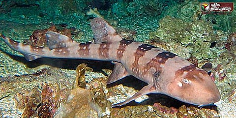 நாக்கில்லா சுறாமீன் உணவை விழுங்குவது எப்படி?