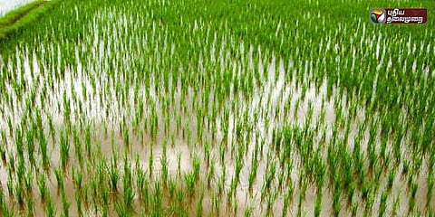 பயிர் காப்பீடு வழங்குவதில் குளறுபடி: விவசாயிகள் குற்றச்சாட்டு