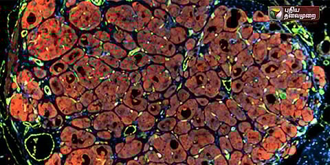செயற்கையாக உருவாக்கப்படும் கல்லீரல்கள்!