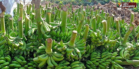 தக்கலை சந்தையில் வாழைக்காய் விலை உயர்வு