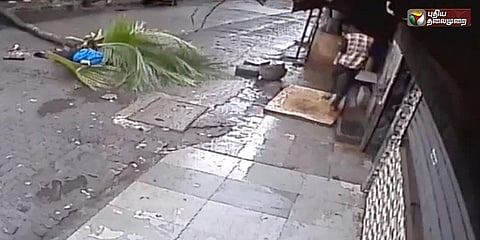 தலையில் தென்னை மரம் விழுந்து பெண் உயிரிழப்பு