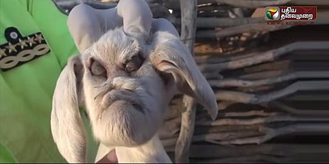 வினோத தோற்றத்தில் ஆட்டுக்குட்டி: பொதுமக்கள் அச்சம்!