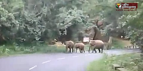 அகழியால் தவிக்கும் காட்டு யானைகள்