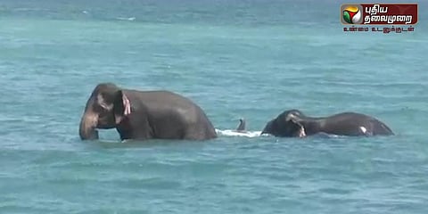 கடலில் மூழ்கி உயிருக்கு போராடிய யானைகள்: மீட்ட கடற்படையினர்