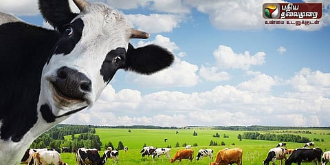 எச்.ஐ.விக்கு தீர்வாக உருவெடுத்துள்ள பசுக்கள்