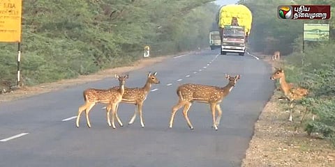 வனத்தின் சமநிலையைப் பாதுகாக்கும் செந்நாய்கள் அதிகரிப்பு