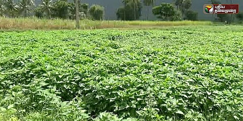 மணத்தக்காளியால் மகிழ்ச்சியடைந்த மேட்டூர் விவசாயிகள்