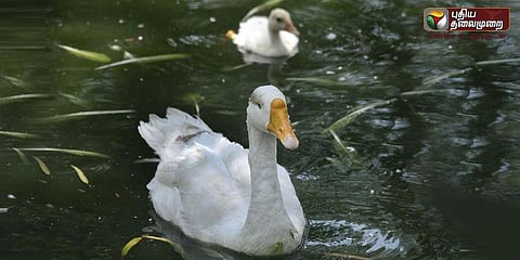 வாத்தை கொன்றவரை தூக்கில் போடணும்: போலீசில் பெண் பிடிவாதம்!