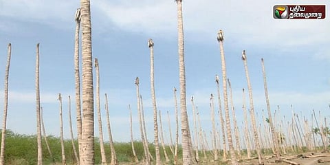 வறட்சியால் காய்ந்த தென்னை மரங்கள்: இழப்பீடு கோரும் விவசாயிகள்