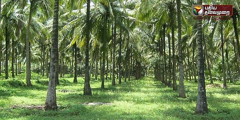 தென்னை மரங்களுக்கு காப்பீடு செய்ய புதிய திட்டம்