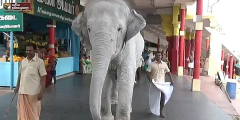 வீதி உலா வரும் வெள்ளை யானை (வீடியோ)