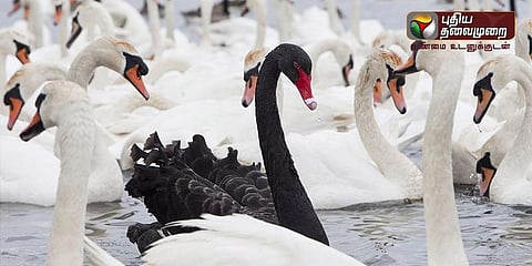 வாத்துக்களை கைது செய்த அமெரிக்க போலீஸ்