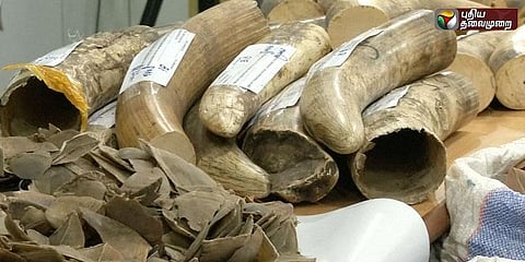 ரூ.6.5 கோடி மதிப்பிலான யானைத் தந்தங்கள் பறிமுதல்