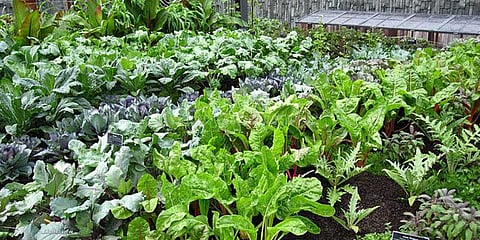 கோடியக்காடில் உள்ள அரிய வகை மூலிகைகளை பாதுகாக்க வலியுறுத்தல்