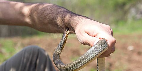 தமிழகத்தில் பாம்பு கடித்து 156பேர் உயிரிழப்பு