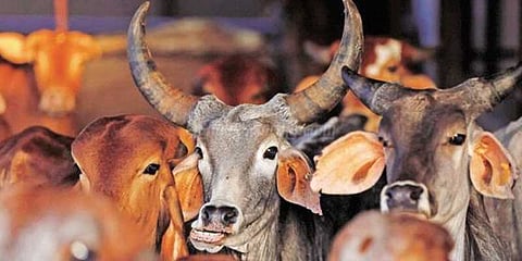 மாட்டிறைச்சி விவகாரம்: மத்திய அரசு பதிலளிக்க உச்சநீதிமன்றம் உத்தரவு