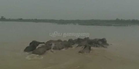 யானைகள் இடம்பெயர்வால் மக்கள் அச்சம்