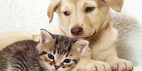 பூனைகளை பட்டினிப் போட்ட பெண் கைது!