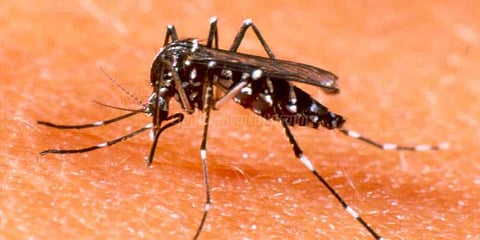 திருவள்ளூரில் கடந்த 7 மாதங்களில் 55 பேருக்கு டெங்கு - ஆட்சியர் தகவல்