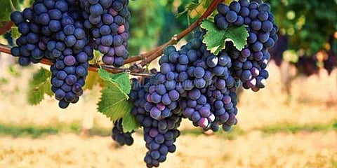 கருப்புத் திராட்சை விலை சரிவு... ஒயின் தயாரிக்க அனுப்பப்படுவதாக விவசாயிகள் தகவல்