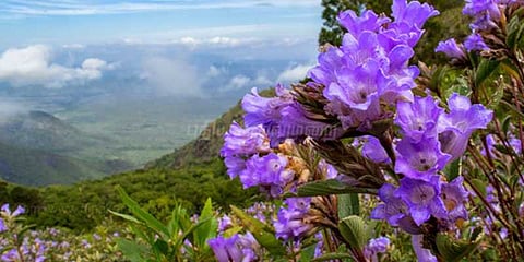 பூத்துக் குலுங்கும் நீலக்குறிஞ்சி மலர்கள்