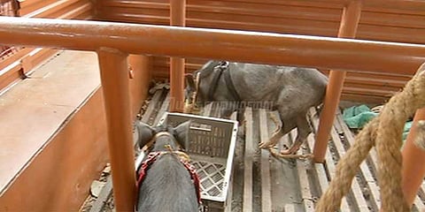 பன்றிக்கு பூணூல் போடும் போராட்டம்: மிருகவதை தடுப்பு சட்டத்தின் கீழ் வழக்குப்பதிவு