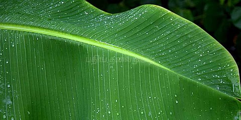 வாழை இலை ஒரு கட்டு ரூ.3 ஆயிரம்!