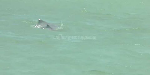 கன்னியாகுமரியில் துள்ளிவிளையாடிய டால்பின்கள்