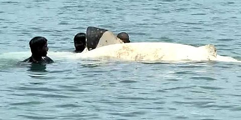 பாம்பன் அருகே கரை ஒதுங்கியது அரியவகை புள்ளிசுறா