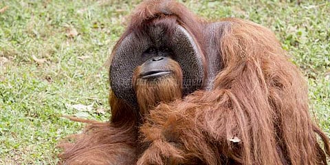 சைகை மொழியில் அசத்திய ஒராங்குட்டான் மரணம்