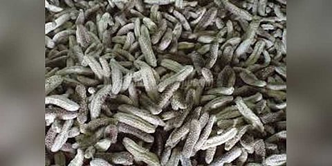 இலங்கைக்குக் கடத்த முயன்ற கடல் அட்டைகள் பறிமுதல்