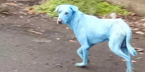 நிறம் மாறும் நாய்கள்: பொதுமக்கள் அதிர்ச்சி