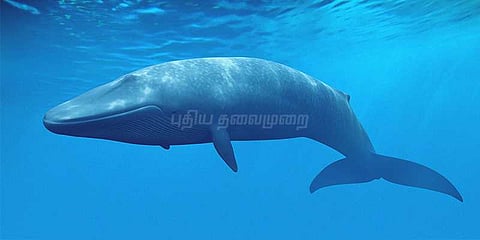 'ப்ளூ வேல்' விளையாட்டால் விபரீதம்: மாடியிலிருந்து குதித்த சிறுவன்