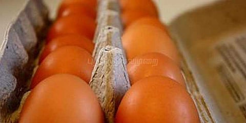 கோழி முட்டையில் பூச்சிக்கொல்லி மருந்து கலந்த இருவர் கைது