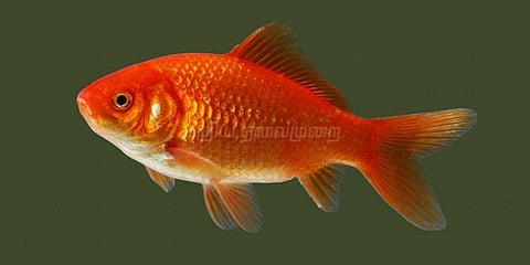 ஆல்கஹாலை உற்பத்தி செய்யும் கோல்டன் பிஷ்