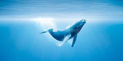 ’புளூவேல்’ பயங்கரம்: கூகுளுக்கு மத்திய அரசு கடிதம்