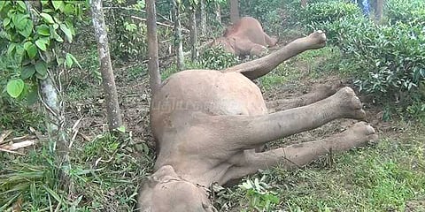 மின்சாரம் தாக்கி 2 யானைகள் உயிரிழப்பு: தவித்து நின்ற குட்டியானை