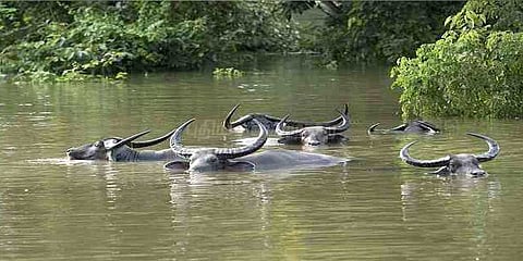 வெள்ளத்தில் மூழ்கிய வன விலங்கு சரணாலயம்: 141 விலங்குகள் உயிரிழப்பு