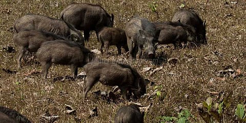 காட்டு பன்றிகள் அட்டகாசம் விவசாயிகள் வேதனை