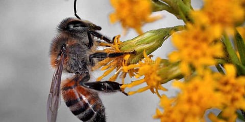 தேனீ இனத்தைப் பாதுகாக்க விழிப்புணர்வு கருத்தரங்கு