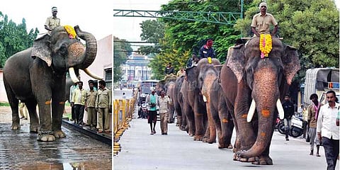 மைசூரு தசரா: போலீஸ் பாதுகாப்புடன் யானைகளுக்கு நடைபயிற்சி