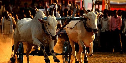 காற்றில் சீறிப்பாய்ந்த காளைகள் - கண்டுகளித்த மக்கள்