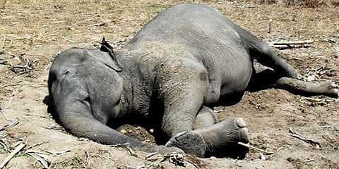 மின்வேலியில் சிக்கி யானை உயிரிழப்பு: நிலத்தின் உரிமையாளர் தலைமறைவு